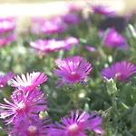 شقة Luger Gartenapartment Ražanj