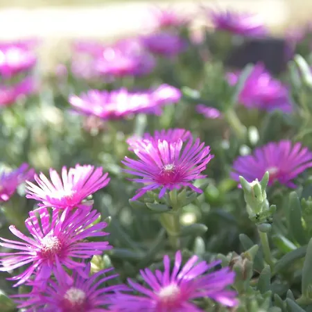 Apartamento Luger Gartenapartment Ražanj