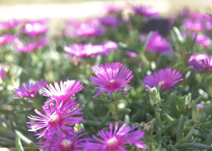 Apartman Luger Gartenapartment Razanj